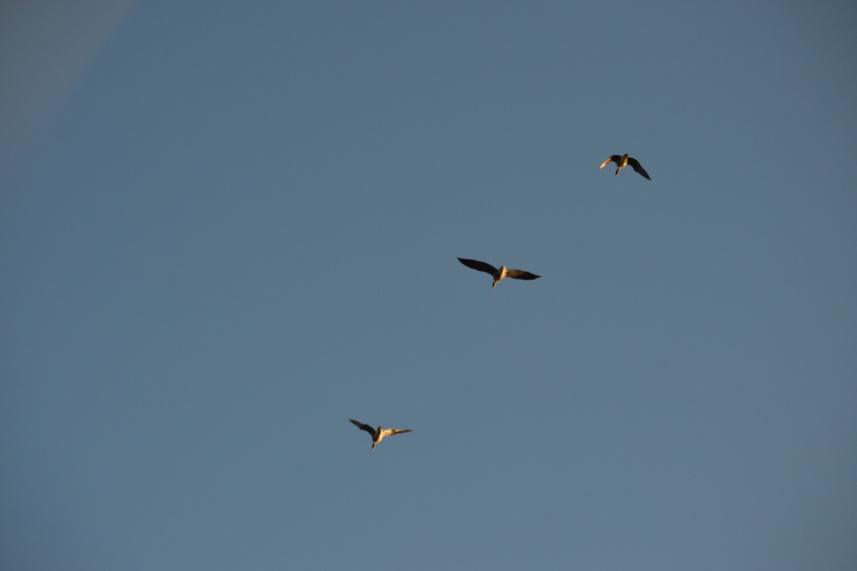 Greater White-fronted Goose - michelle dubar