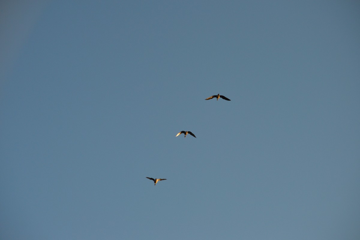 Greater White-fronted Goose - ML85593271