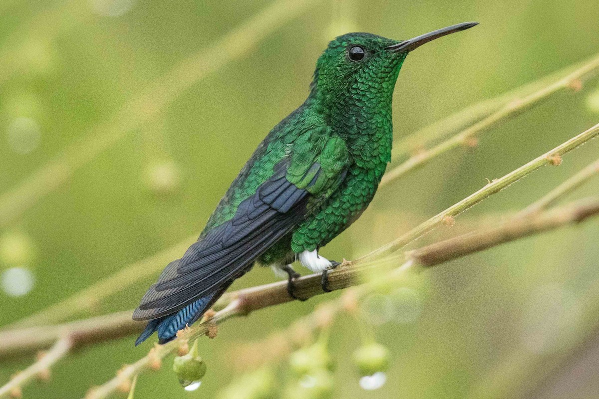 Steely-vented Hummingbird - ML85594161