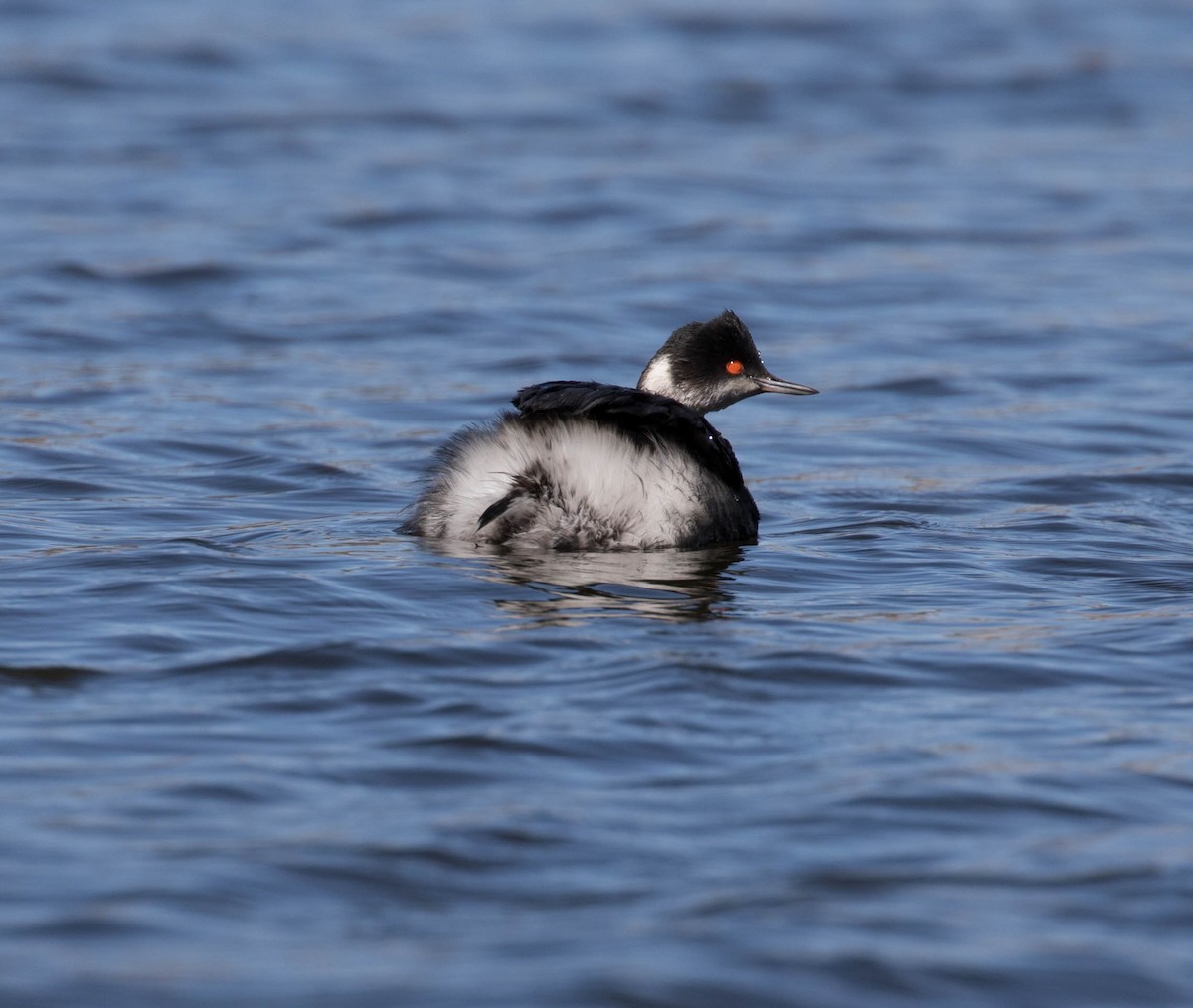 Eared Grebe - ML85594791