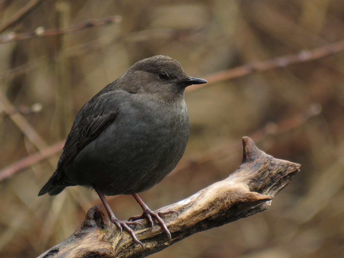 American Dipper - ML85595361