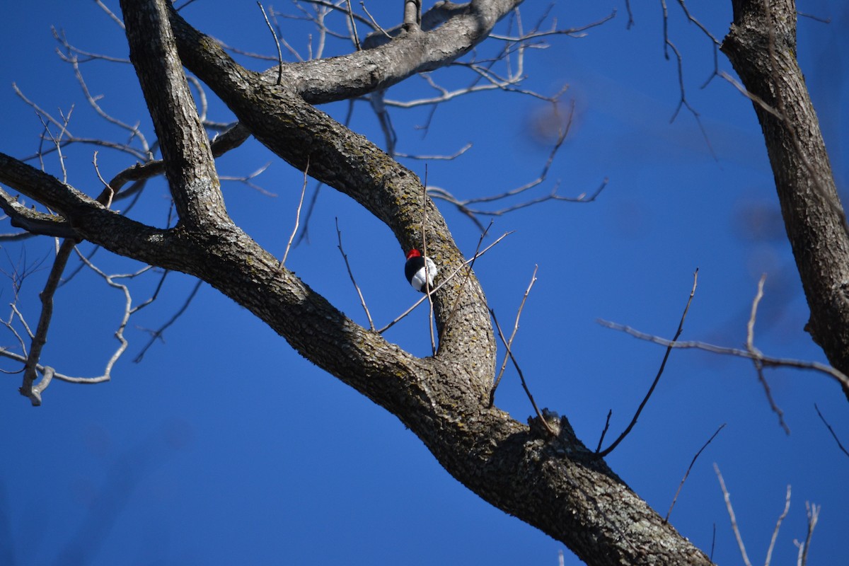 Pic à tête rouge - ML85595961