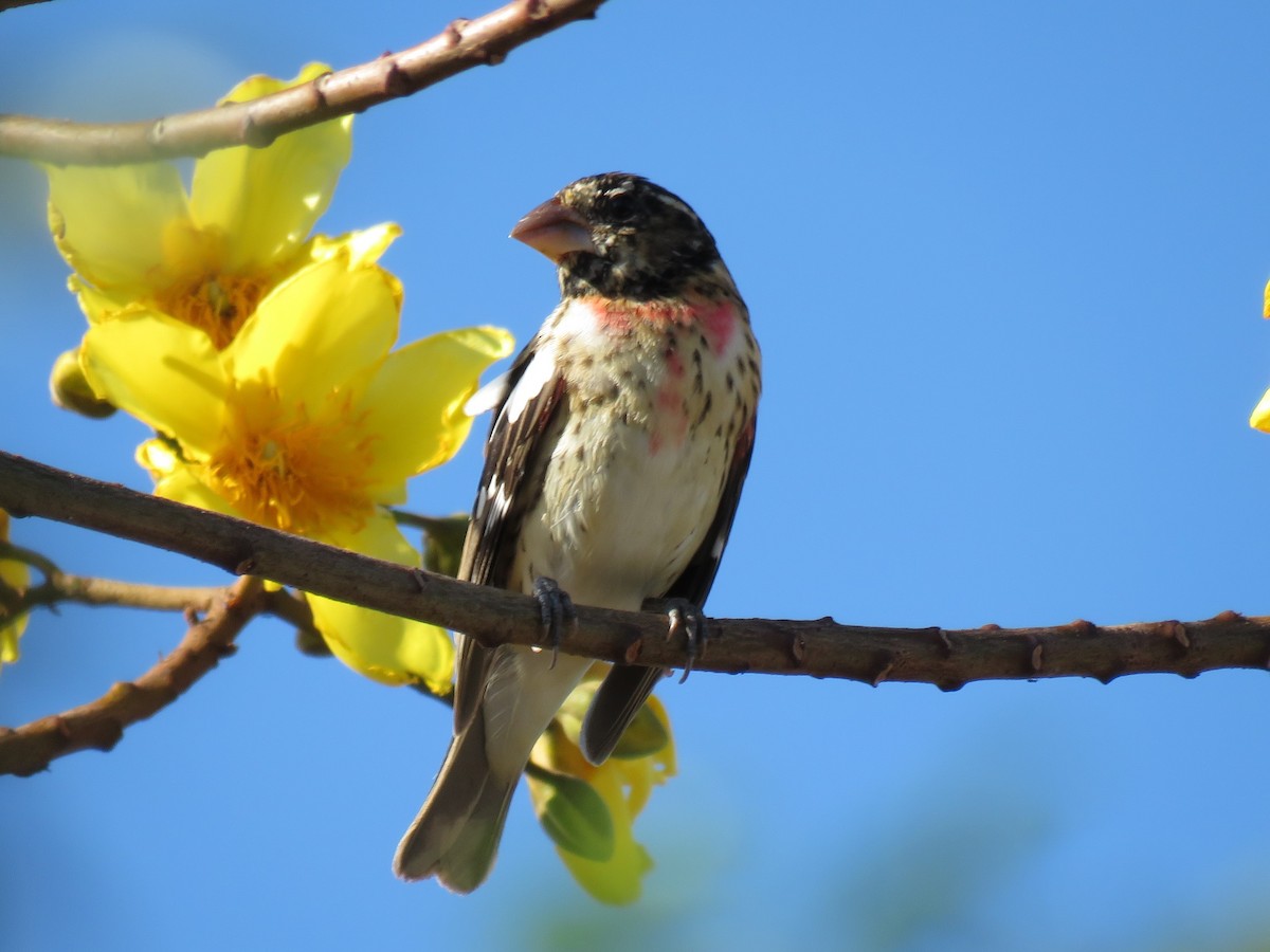 Rose-breasted Grosbeak - ML85596861