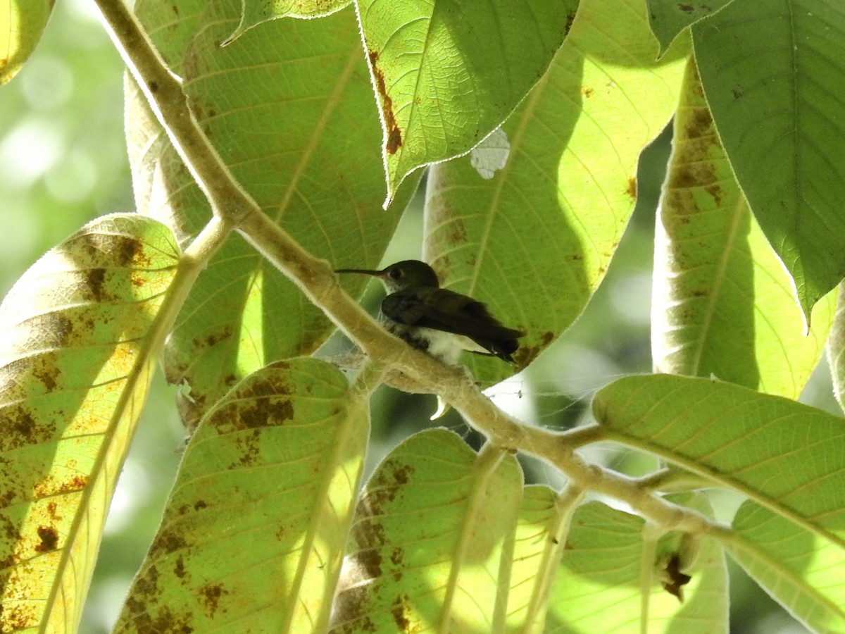 White-bellied Emerald - ML85597661