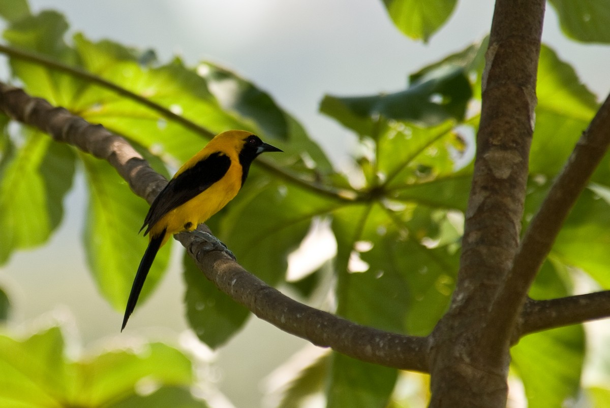 Yellow-backed Oriole - Stephen Davies