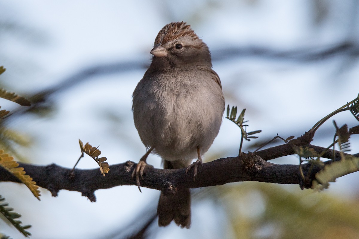 Rufous-winged Sparrow - ML85600321