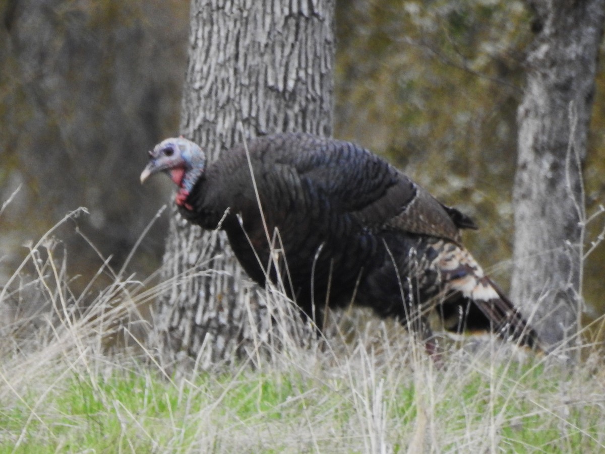 Wild Turkey - ML85600701