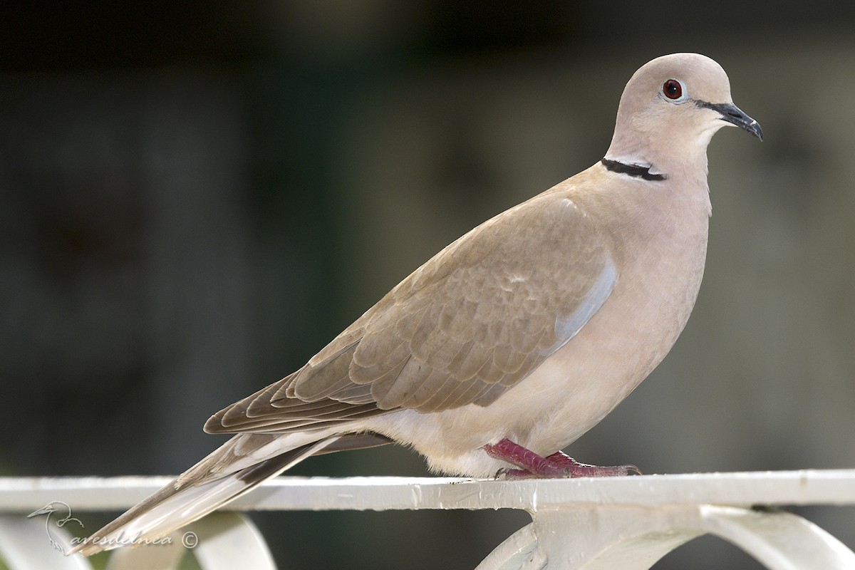 Eurasian Collared-Dove - ML85600861