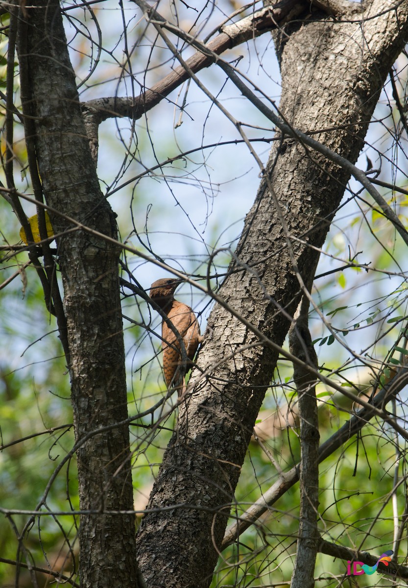 Rufous Woodpecker - ML85601291