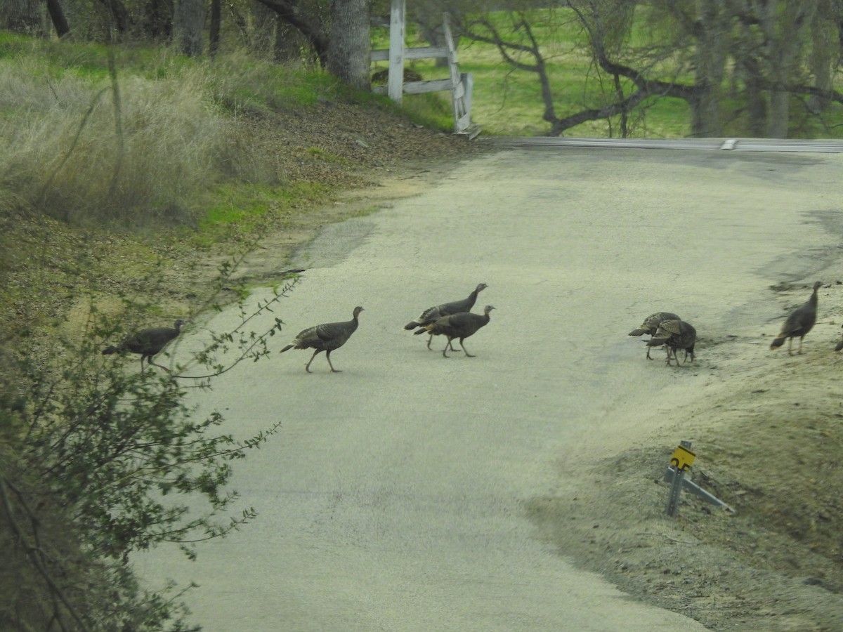 Wild Turkey - ML85602131