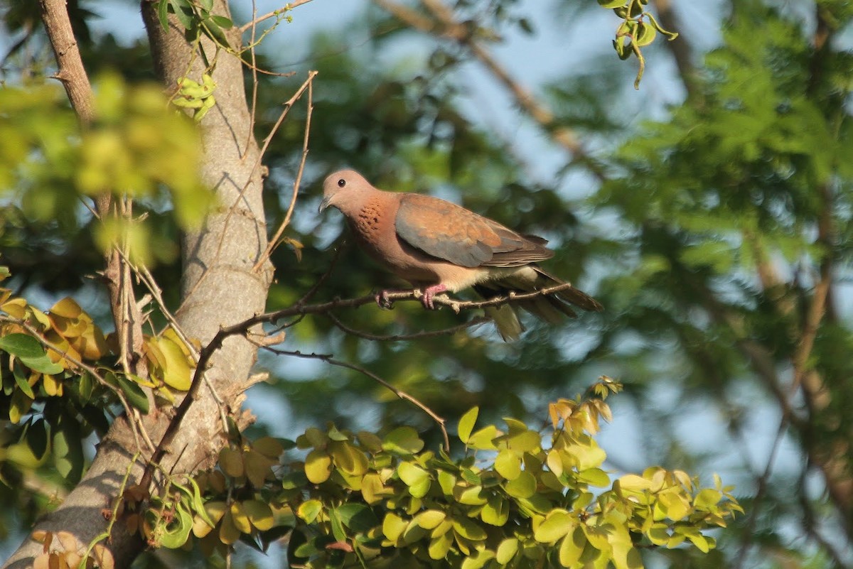 Laughing Dove - ML85602271