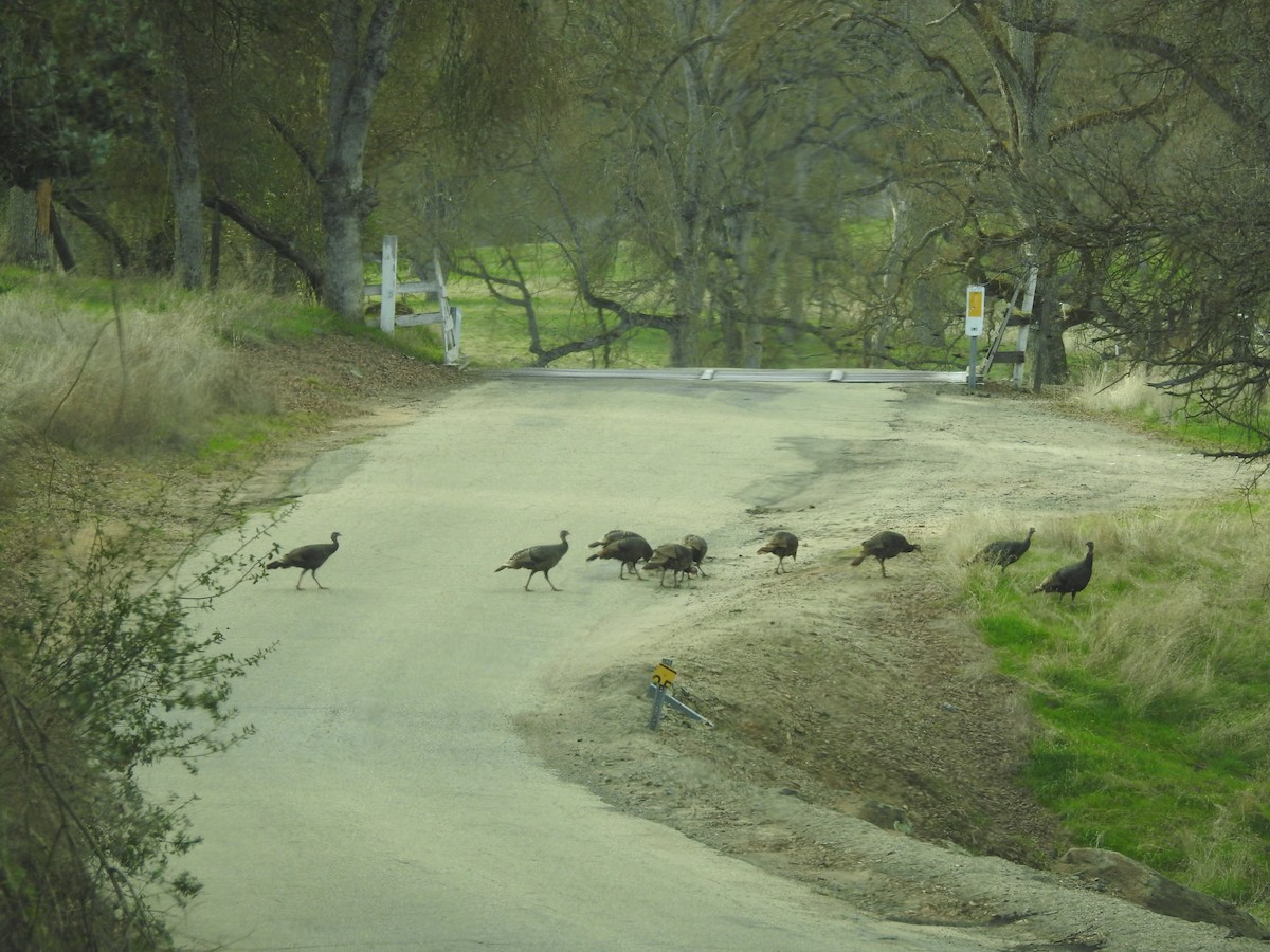 Wild Turkey - ML85602351