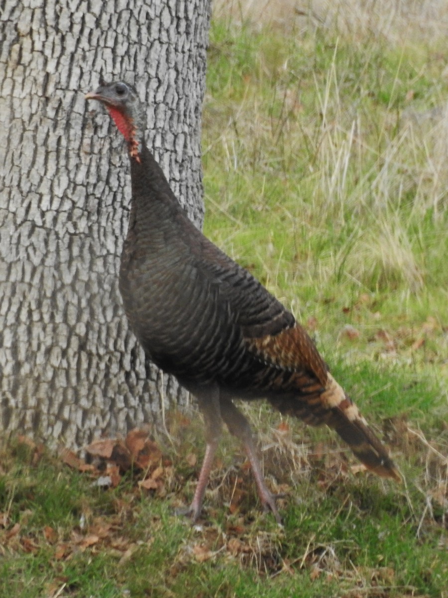 Wild Turkey - ML85602761
