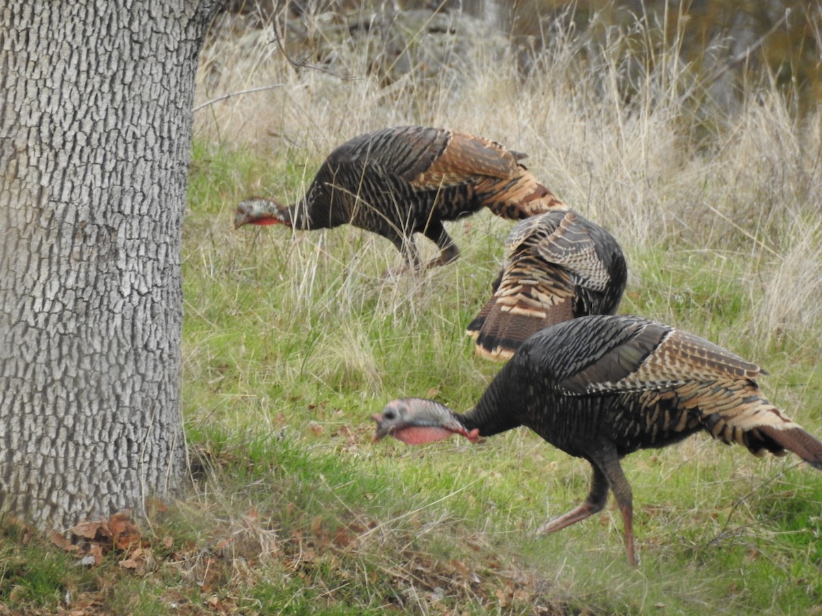 Wild Turkey - ML85603011