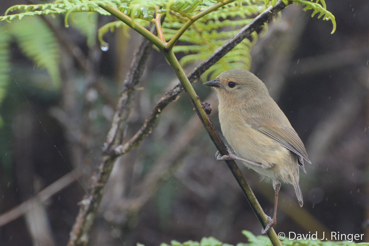 Green Warbler-Finch - David Jeffrey Ringer