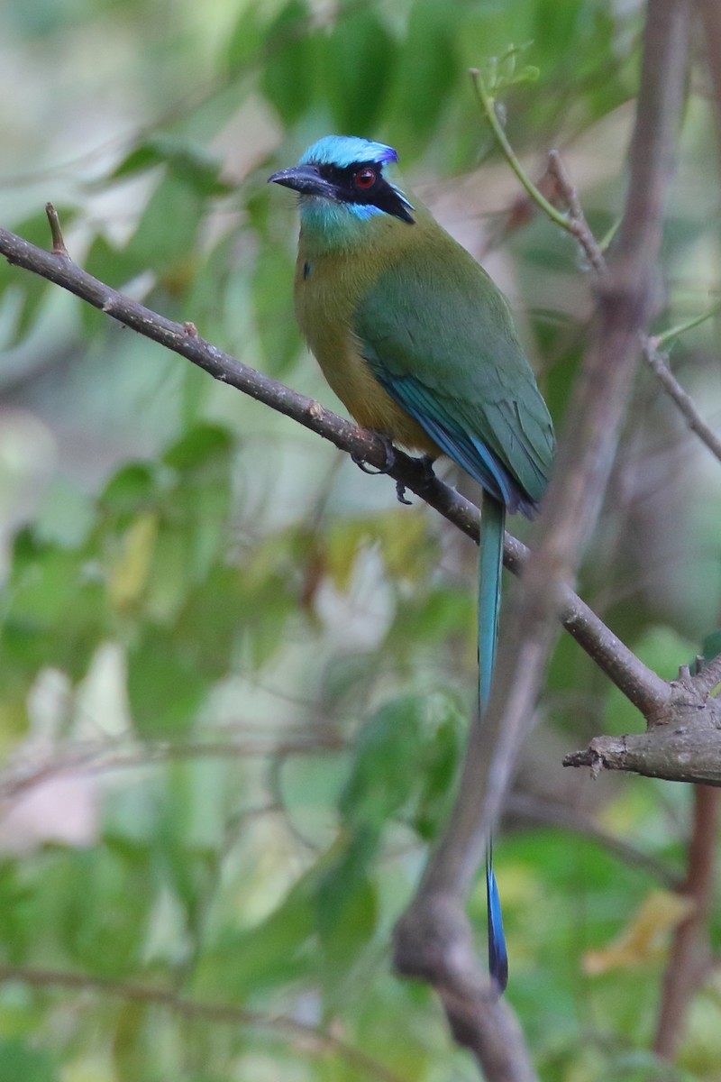 Motmot caraïbe - ML85603661