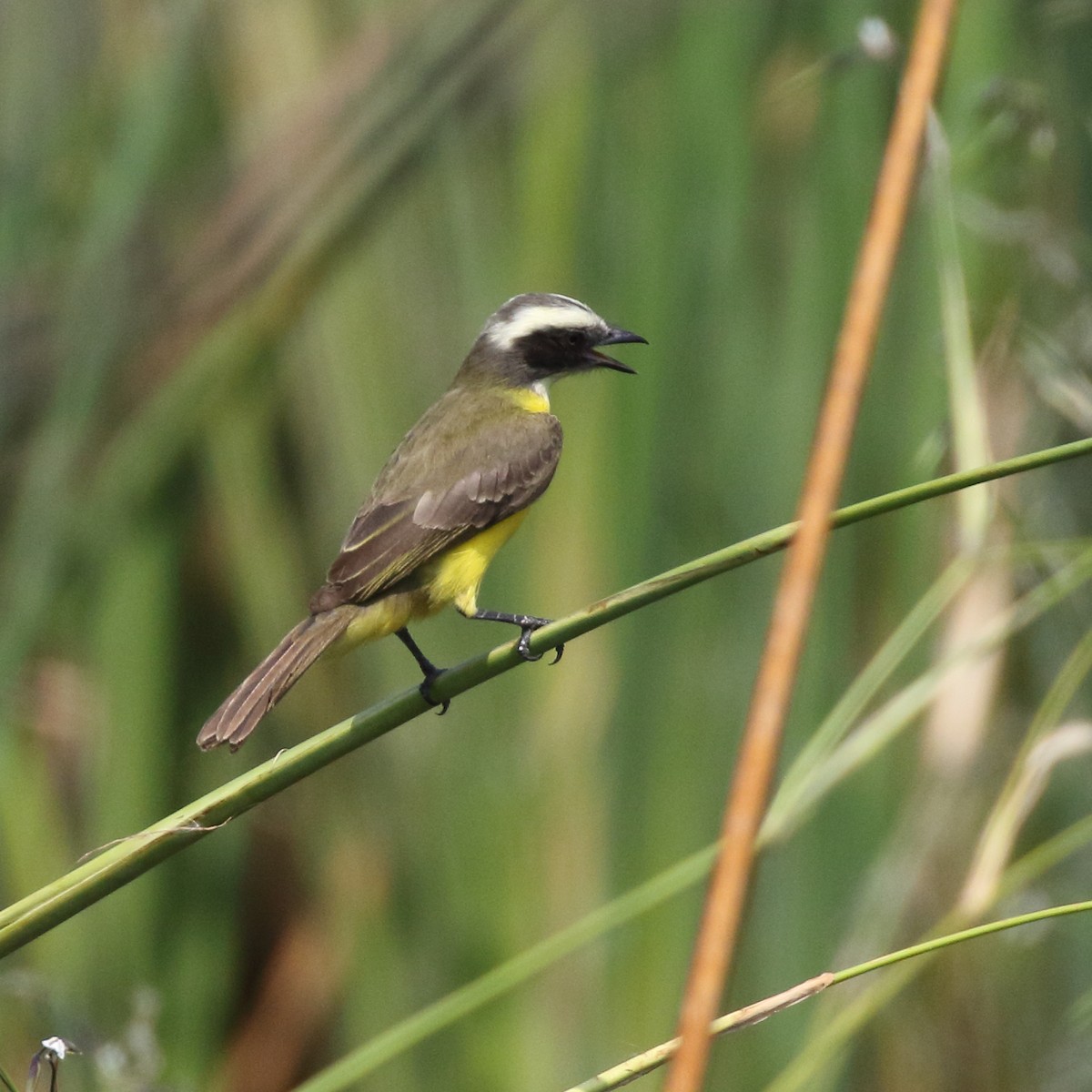 Social Flycatcher - ML85603761