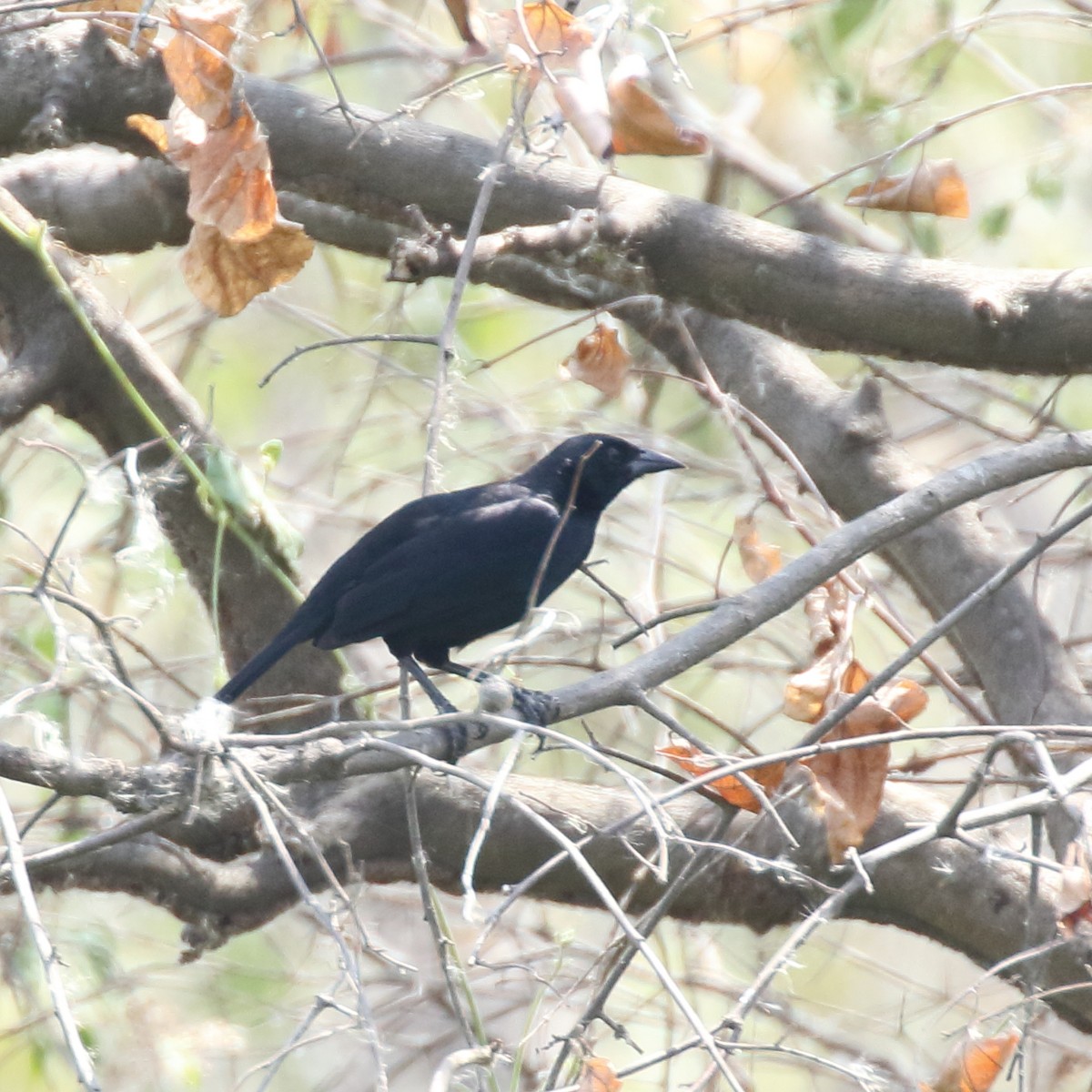 Scrub Blackbird - Douglas Faulder