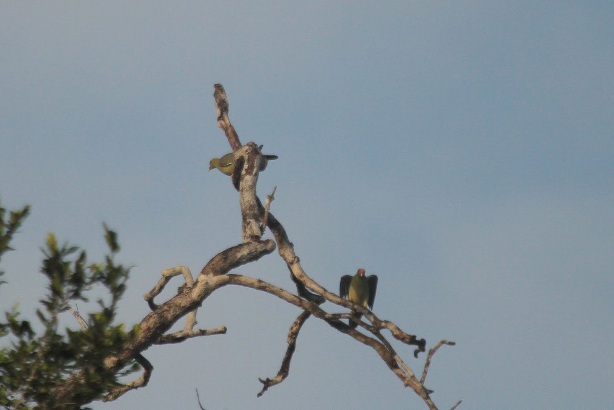 African Green-Pigeon - ML85603921