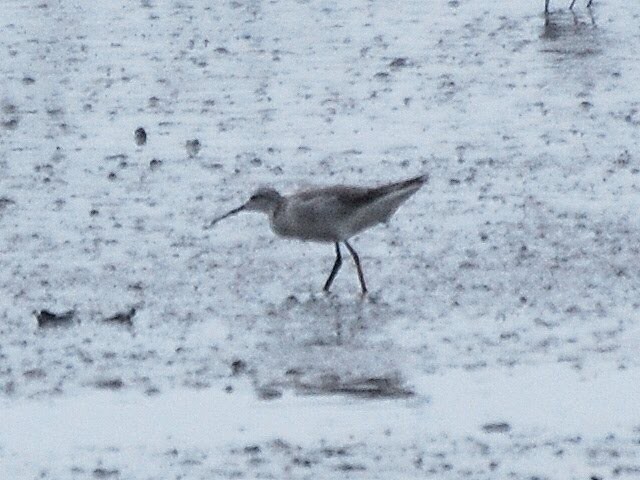 Wilson's Phalarope - ML85604021