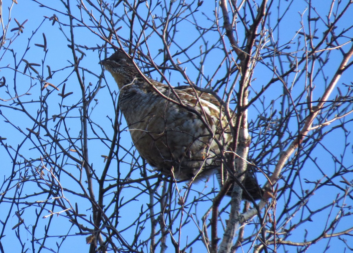 Ruffed Grouse - Jennie Lanzendorf