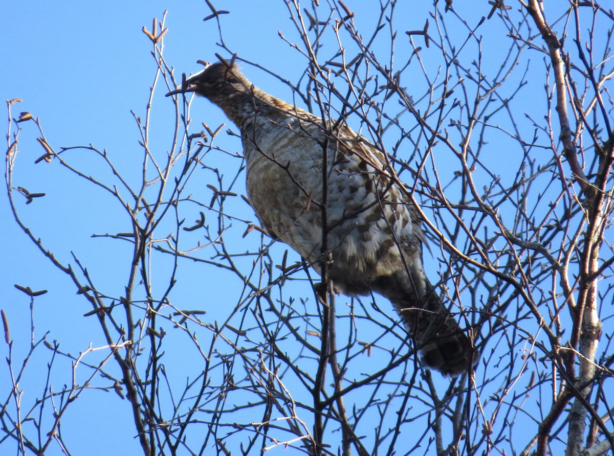 Ruffed Grouse - Jennie Lanzendorf