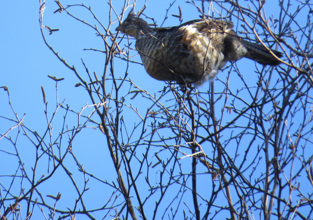 Ruffed Grouse - Jennie Lanzendorf