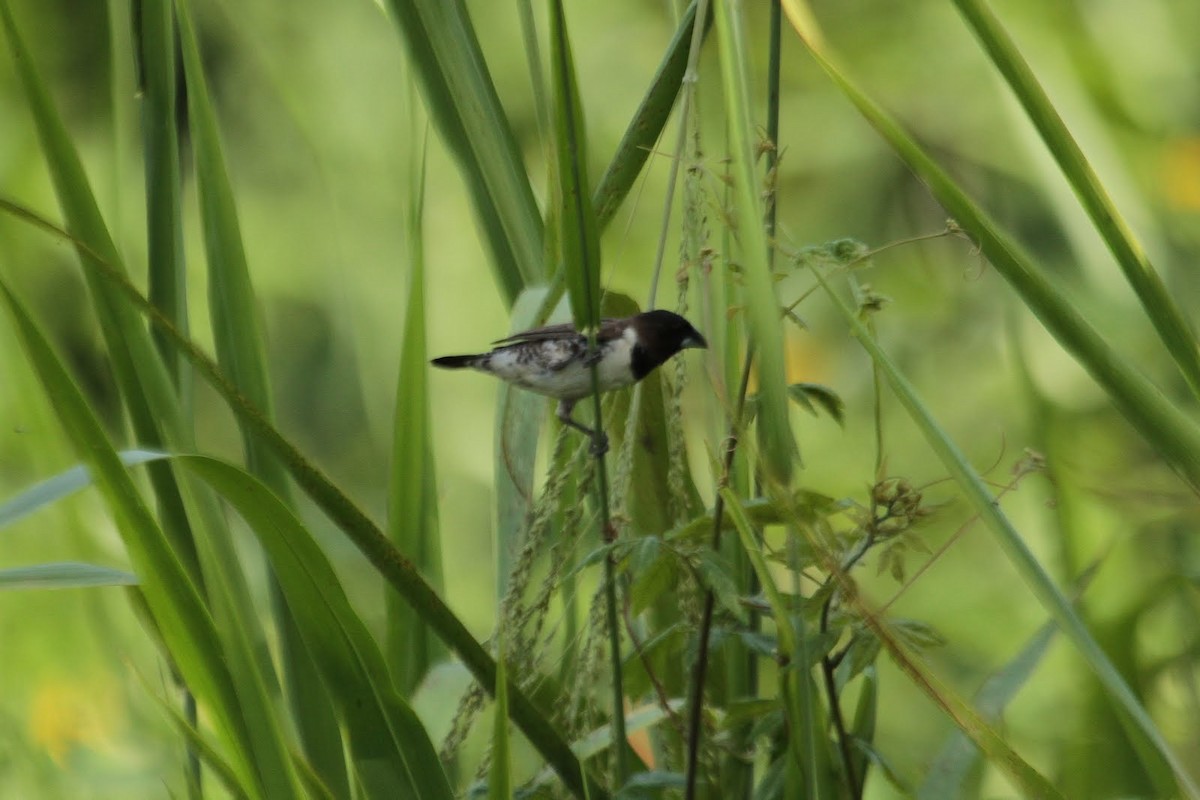 Kleinelsterchen - ML85605011