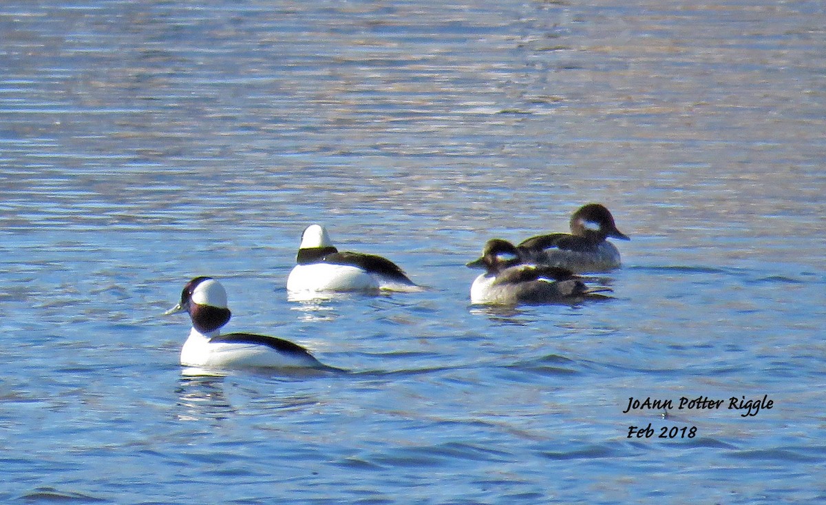 Bufflehead - ML85605031