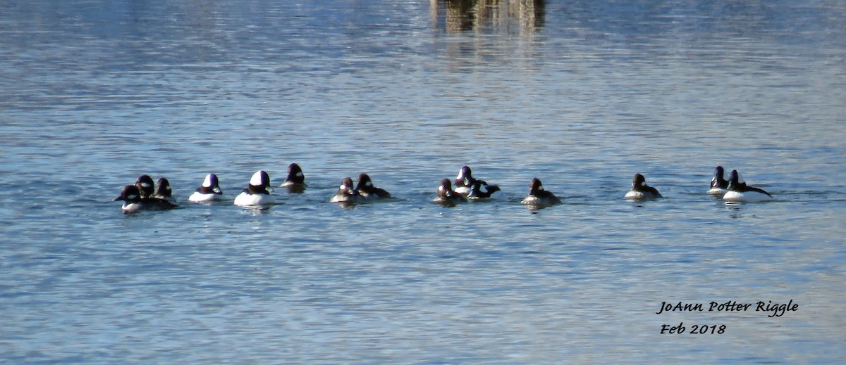 Bufflehead - ML85605061