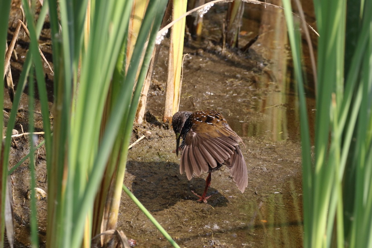 Spotted Rail - Douglas Faulder