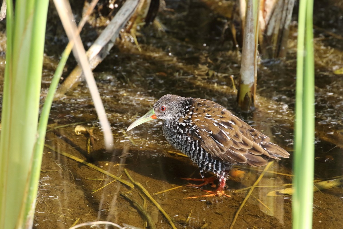 chřástal skvrnitý - ML85605441