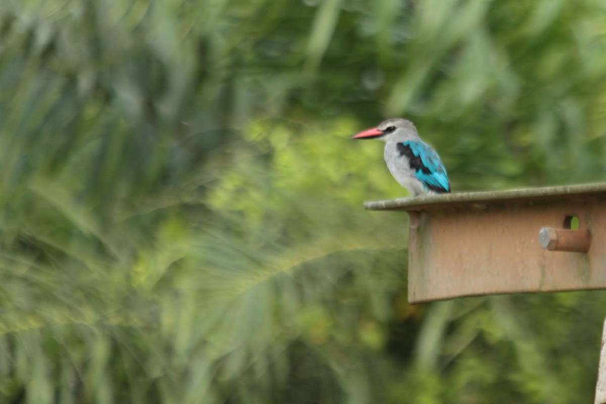 Woodland Kingfisher - ML85605451