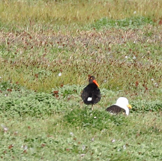 Magellanic Oystercatcher - ML85606211