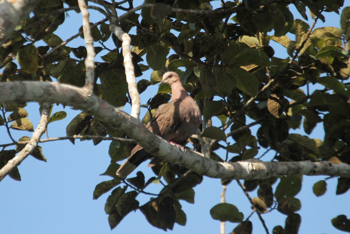 Red-eyed Dove - ML85608041