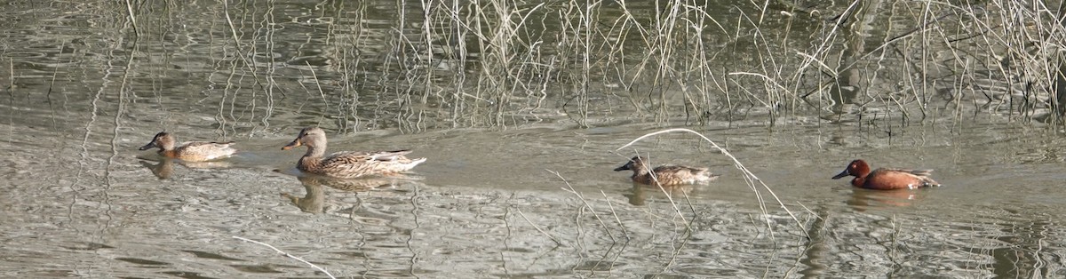 Cinnamon Teal - ML85610091