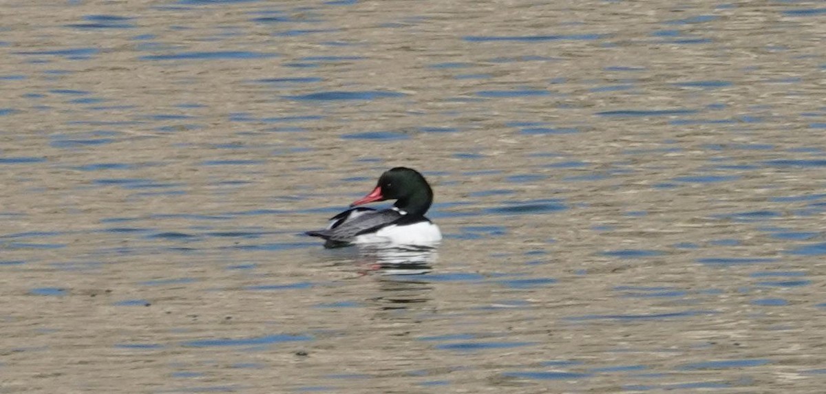 Common Merganser - ML85610351