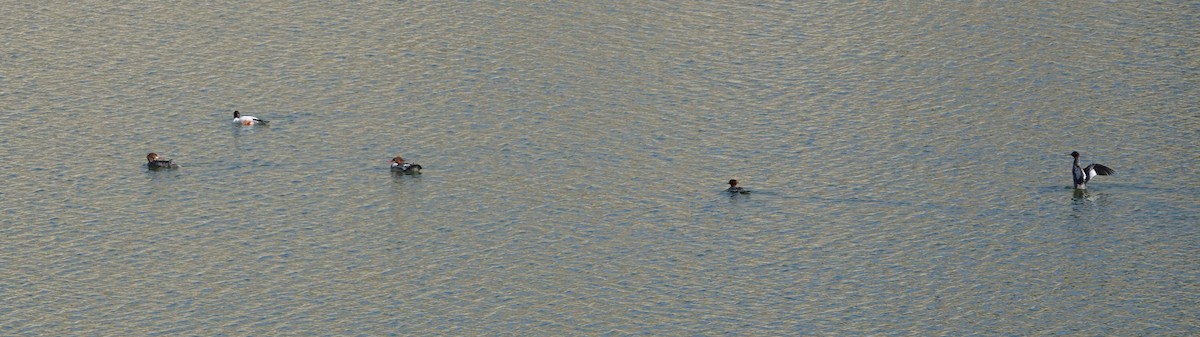 Common Merganser - Brad Rumble