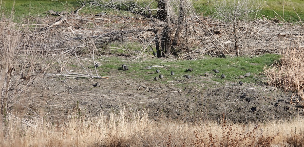 California Quail - ML85610511