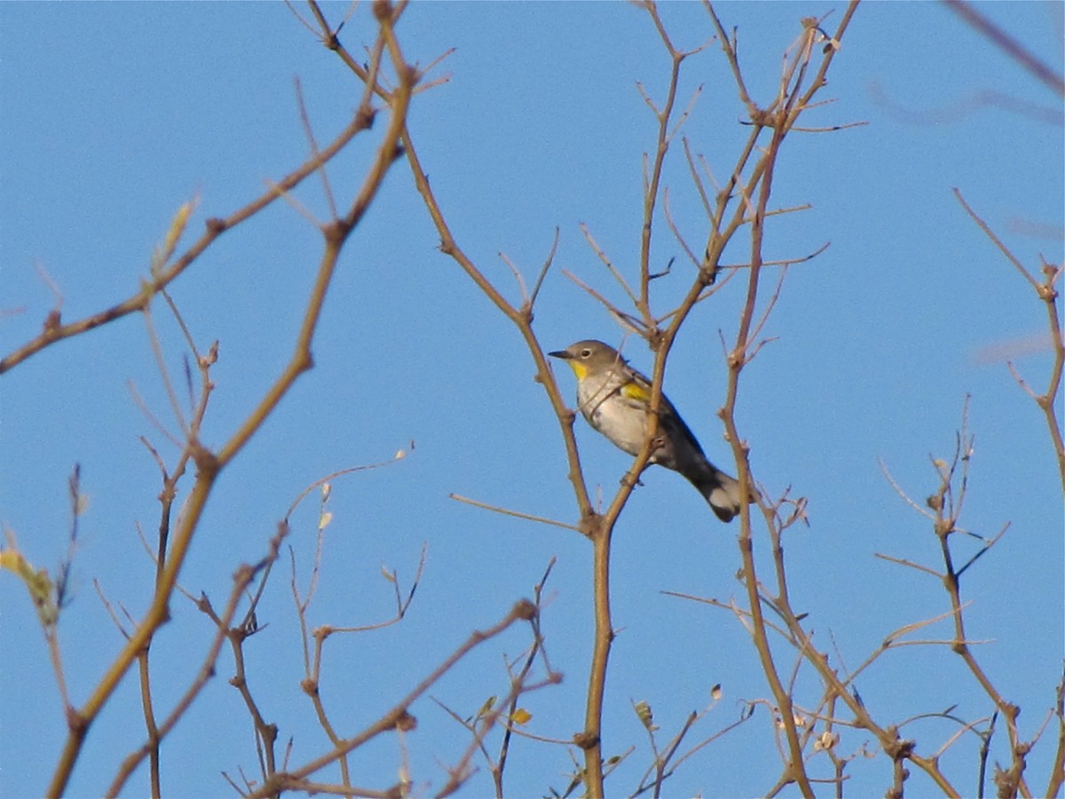 Paruline à croupion jaune (auduboni) - ML85610541