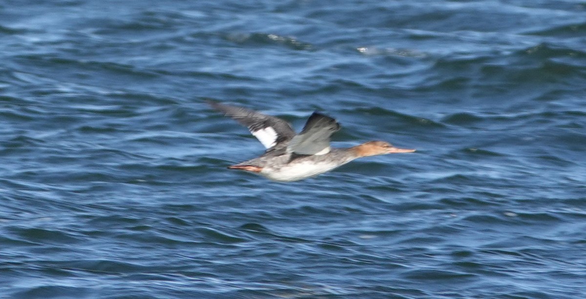 Red-breasted Merganser - ML85612551