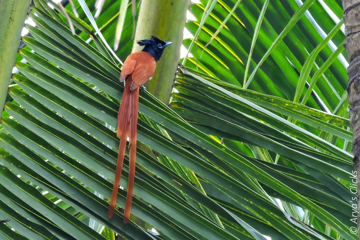 Indian Paradise-Flycatcher - ML85614521