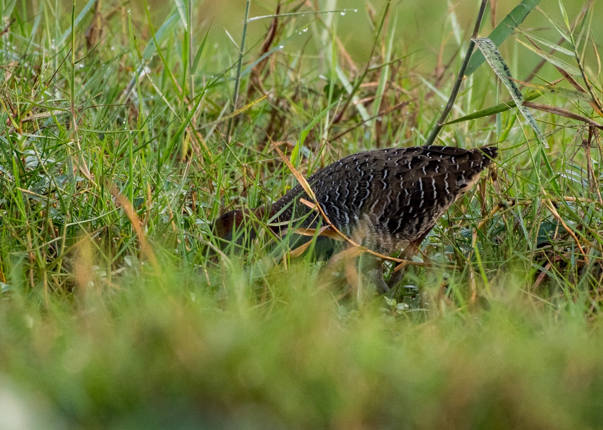 Slaty-breasted Rail - ML85614591