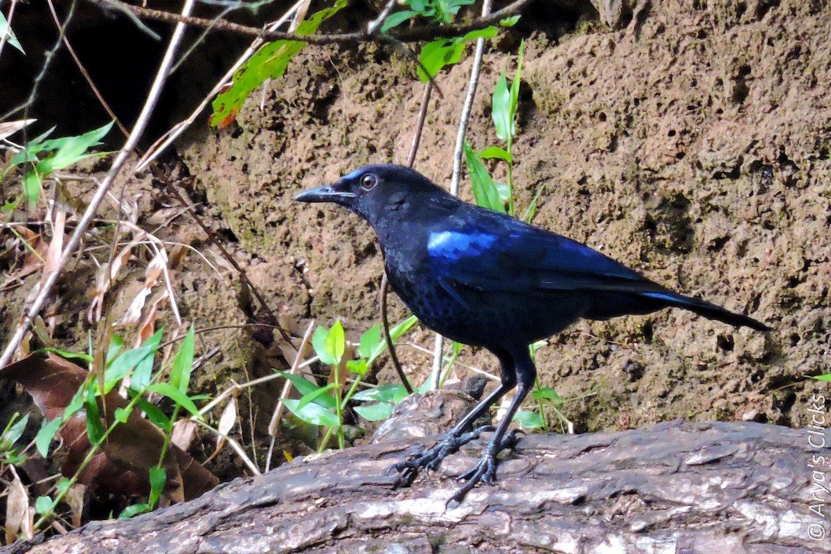 Malabar Whistling-Thrush - Arya Vinod