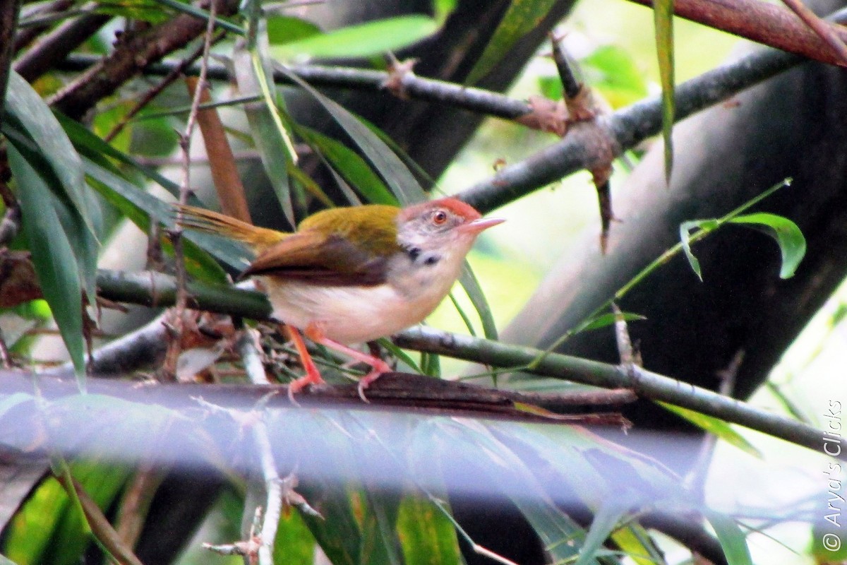 Common Tailorbird - Arya Vinod