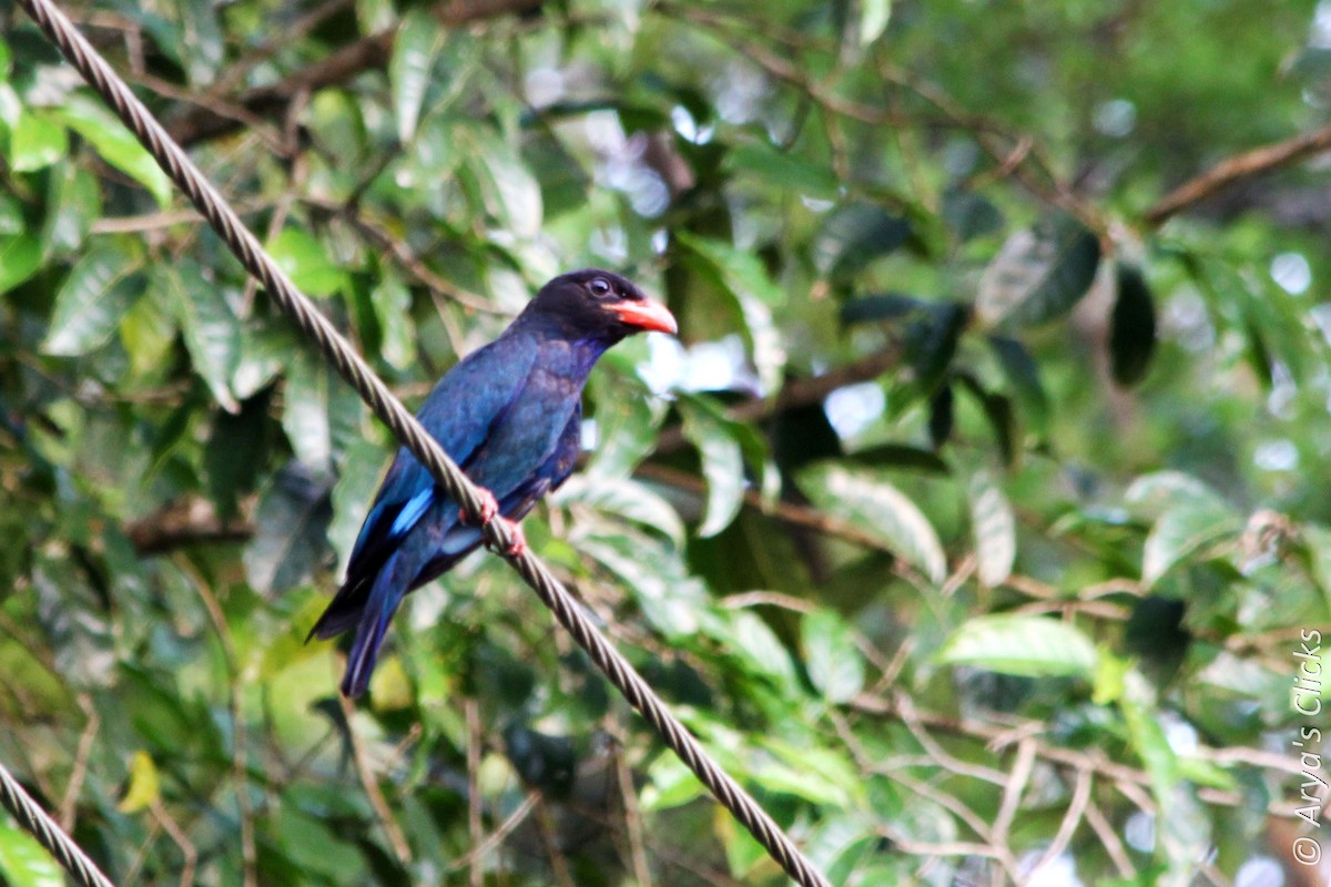 Dollarbird - ML85616081