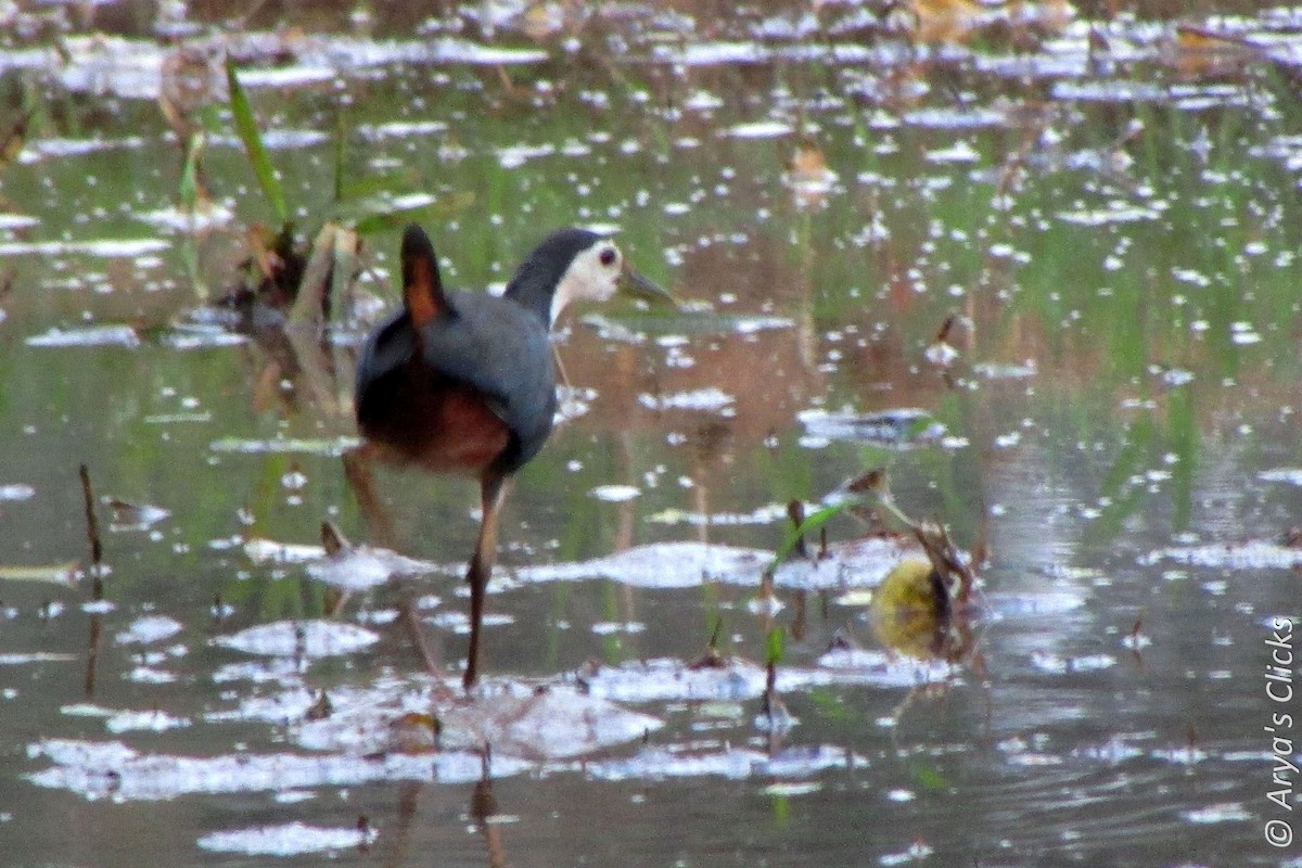 White-breasted Waterhen - ML85616701