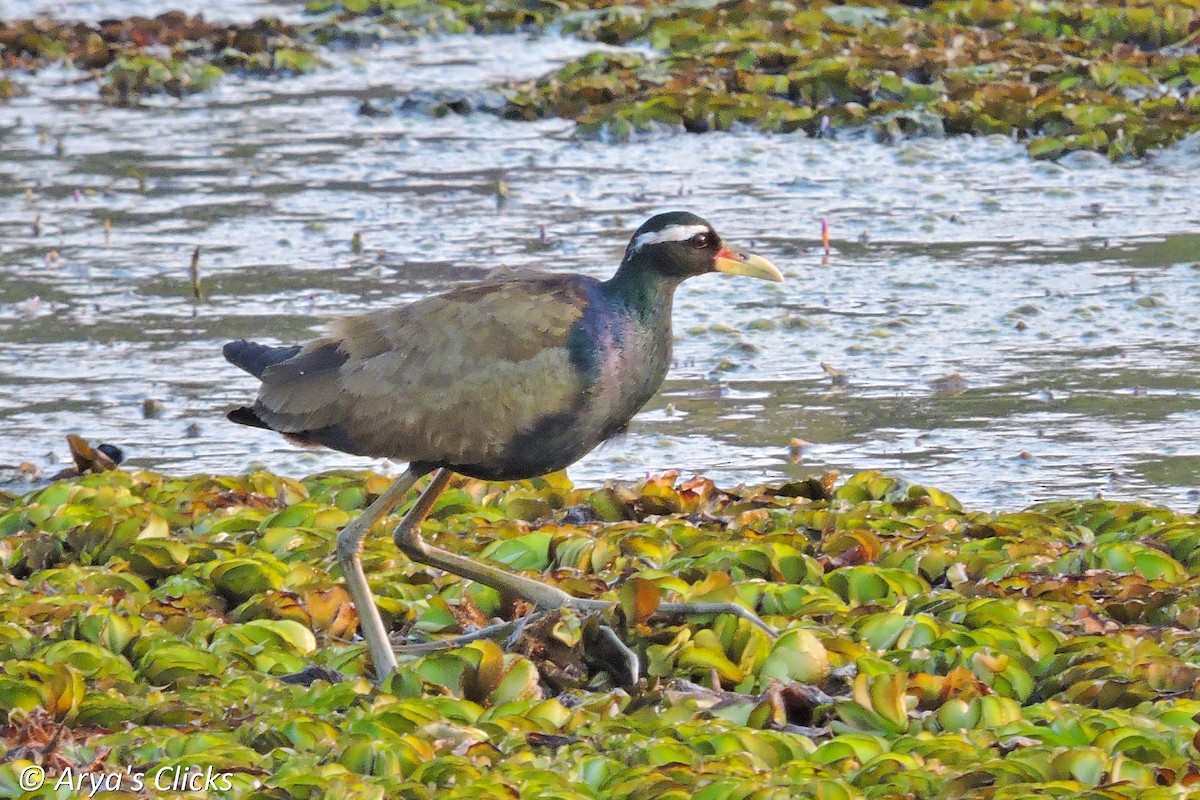 Bronze-winged Jacana - ML85616981