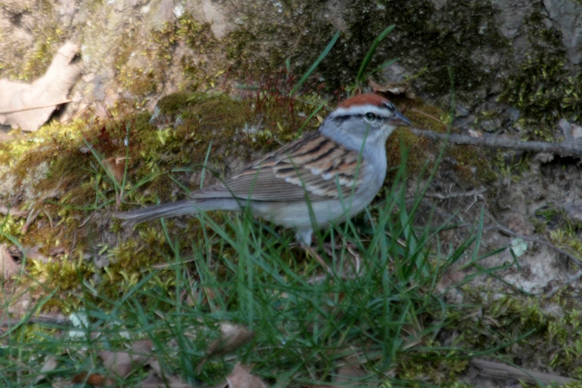 Chipping Sparrow - Aaron Maizlish