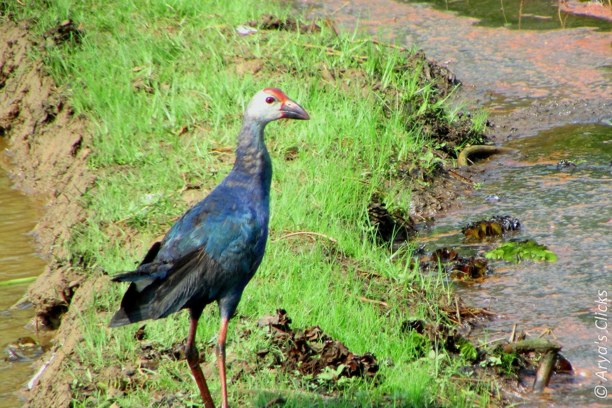 Gray-headed Swamphen - Arya Vinod